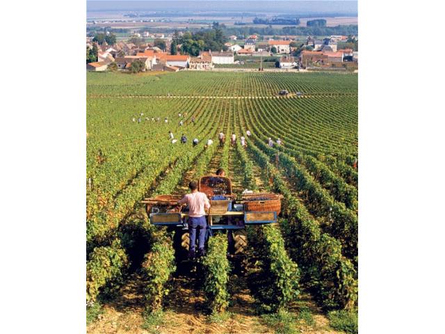 1 bouteille Romanée-Conti cuvée 2012 - photo 4